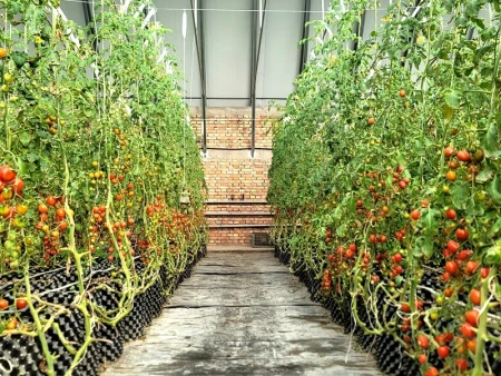 库尔勒市：发展特色种植产业 全面推进乡村振兴丨库尔勒国家农作物原种场